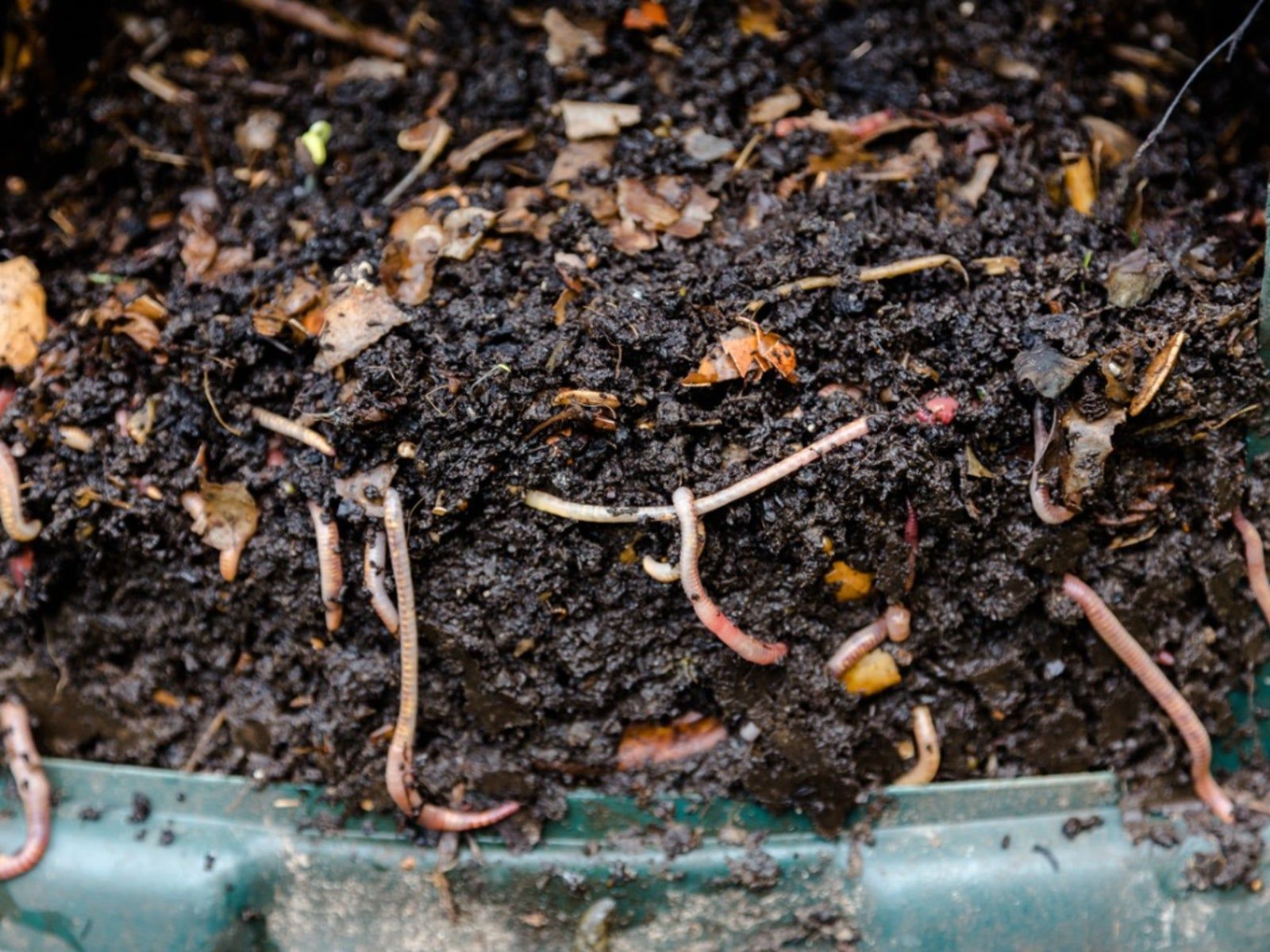 Vermiculture Feeding How To Feed Composting Worms Correctly
