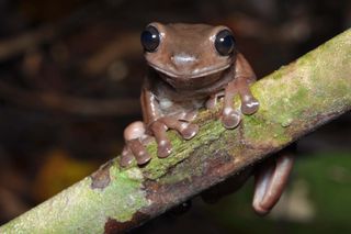 The chocolate frog has been hiding in the crocodile-infested swamps of New Guinea, evading detection until now.