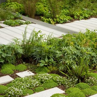 Soleirolia soleirolii or mind-your-own-business plant among evergreen plants and paving slabs in garden