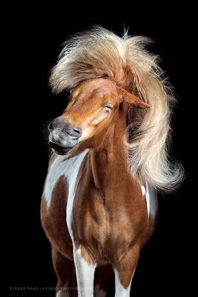 Horsestyle-Shetlandpony-Pferdefotografie-Studio_Anton_preview