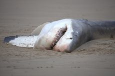 Photo of great white shark carcass on a sandy beach.