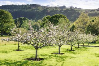 small Japanese garden ideas: orchard of cherry blossom at RHS garden Rosemoor