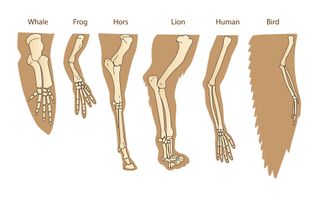 a diagram showing the bone structure of a human arm, lion forelimb, whale front flipper and bird wing.