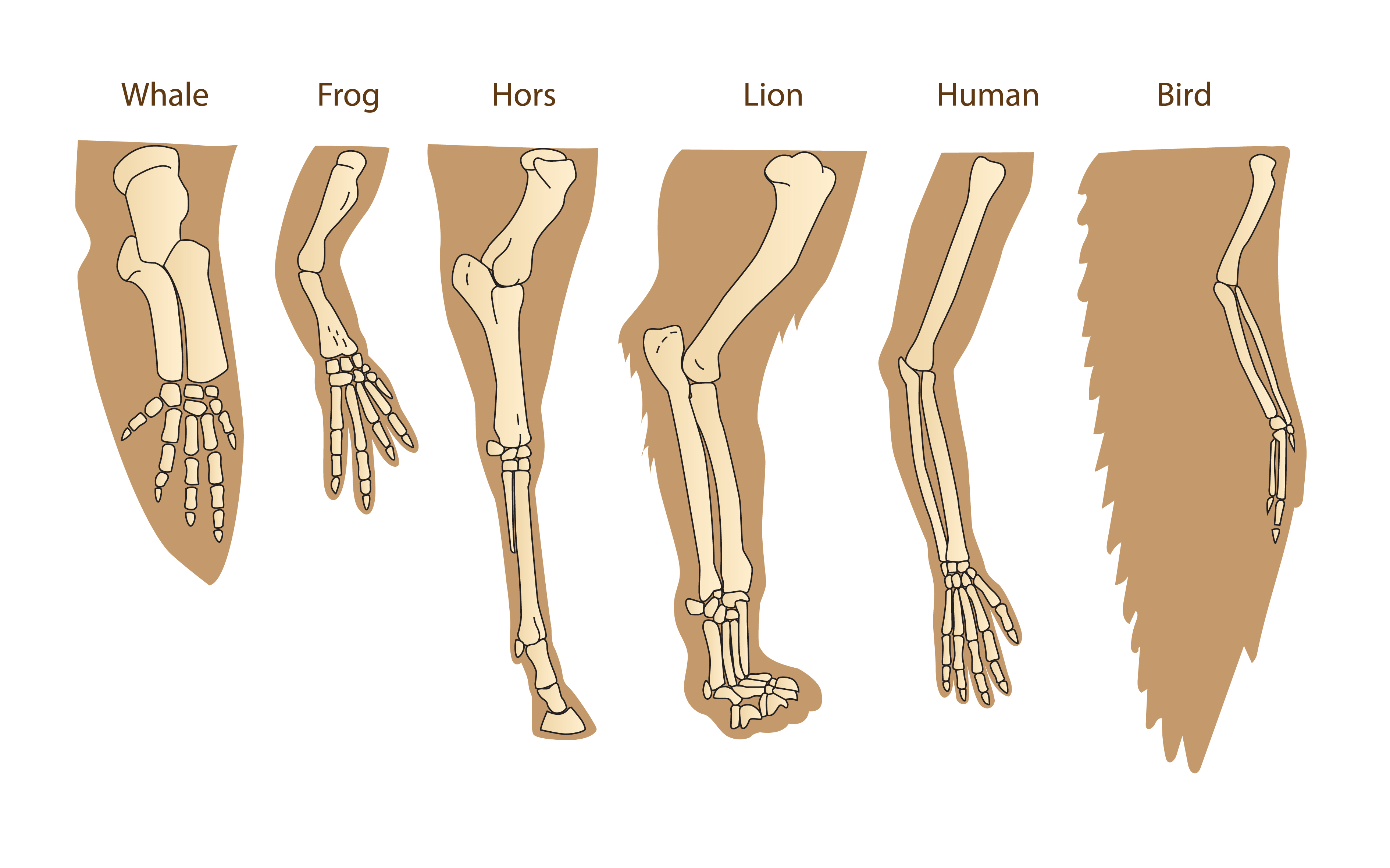 a diagram showing the bone structure of a human arm, lion forelimb, whale front flipper and bird wing.