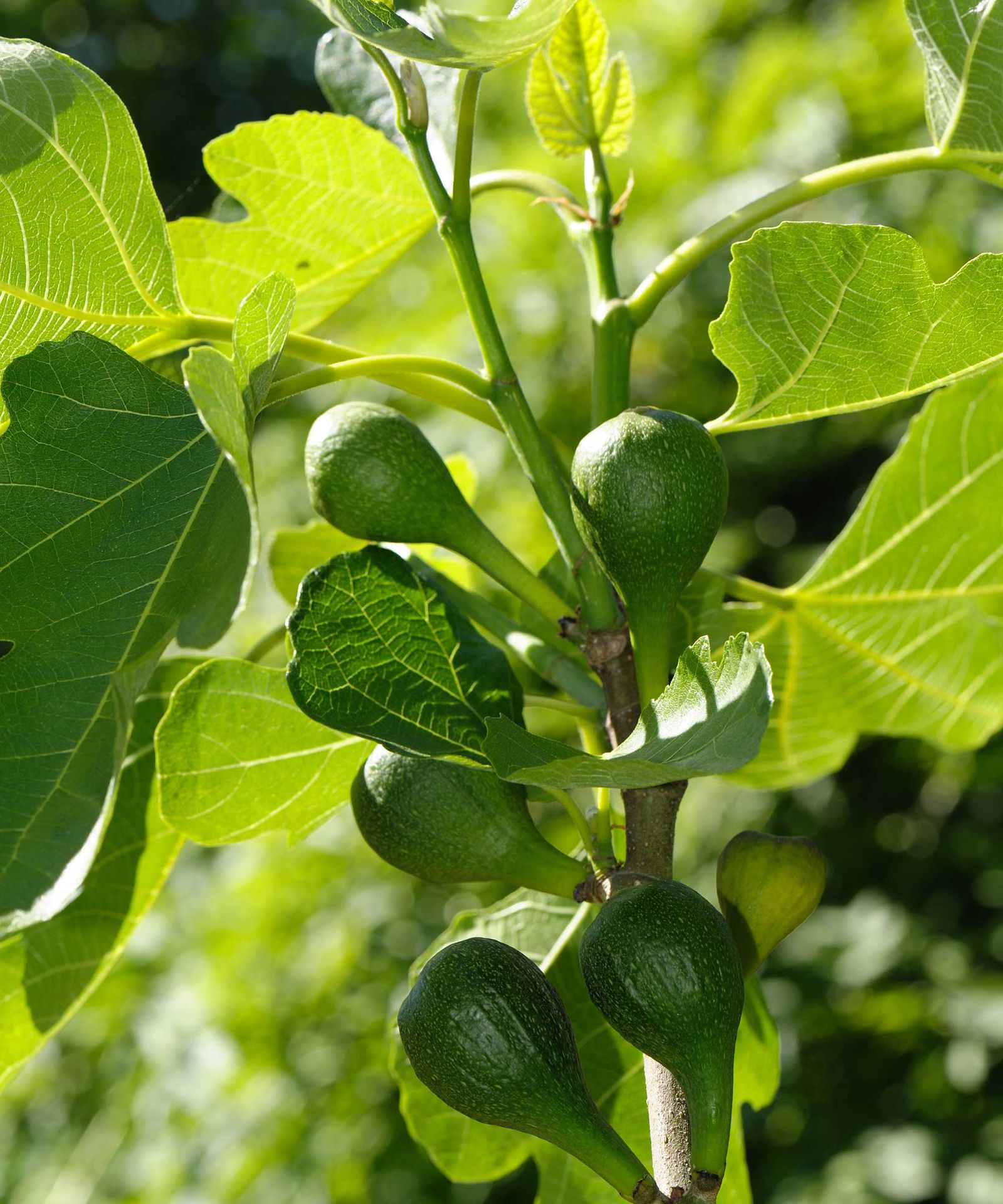 Expert tips for when to prune fig trees each year | Homes & Gardens