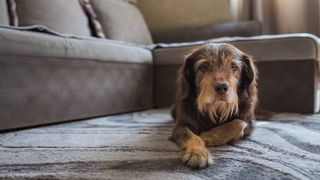 Senior female dog mixed breed lying down