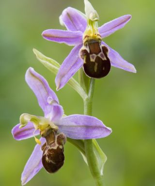 Bee orchid flowers – or ophrys apifera