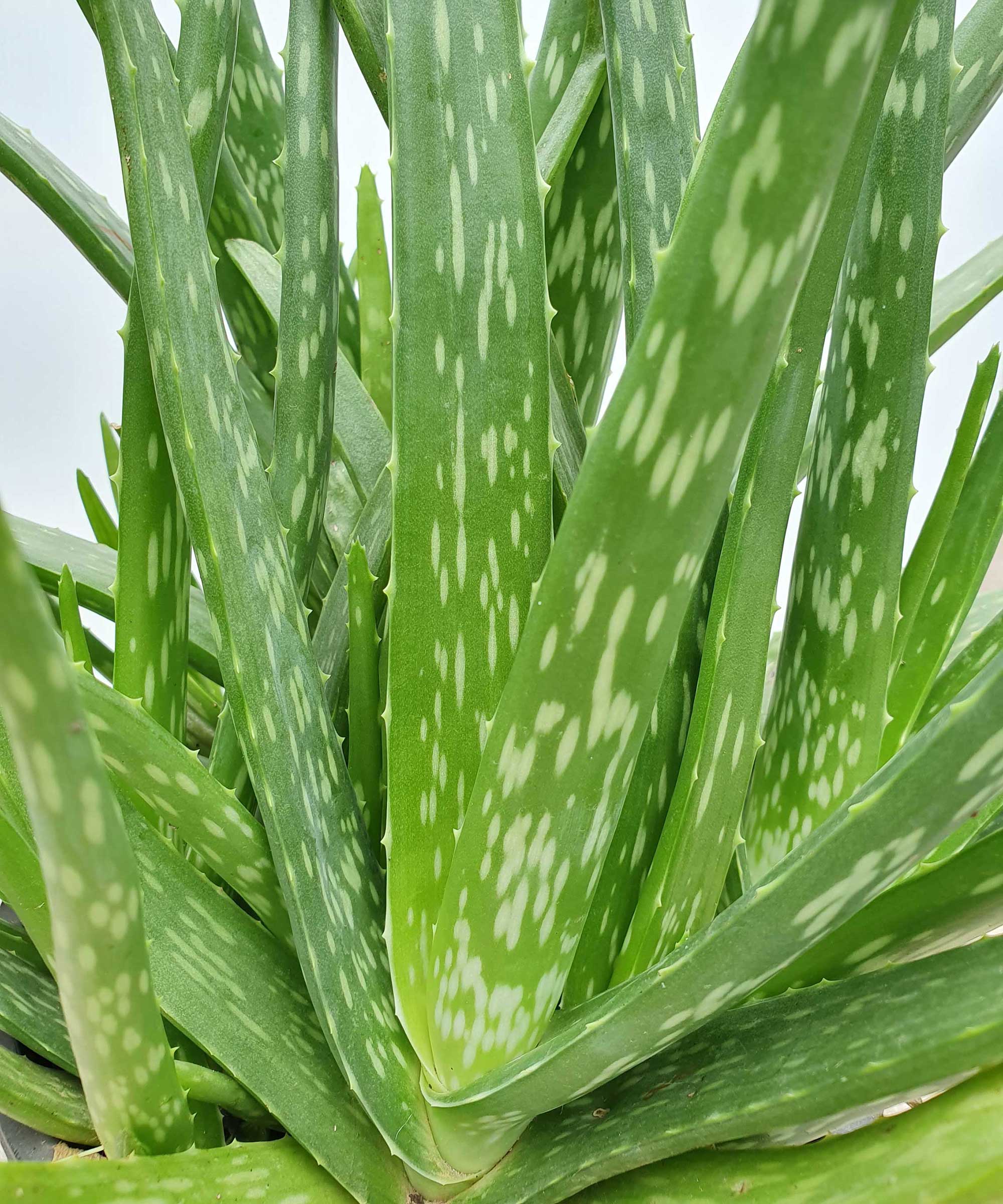How To Prune Aloe Vera Pro Tips For These Popular 8783