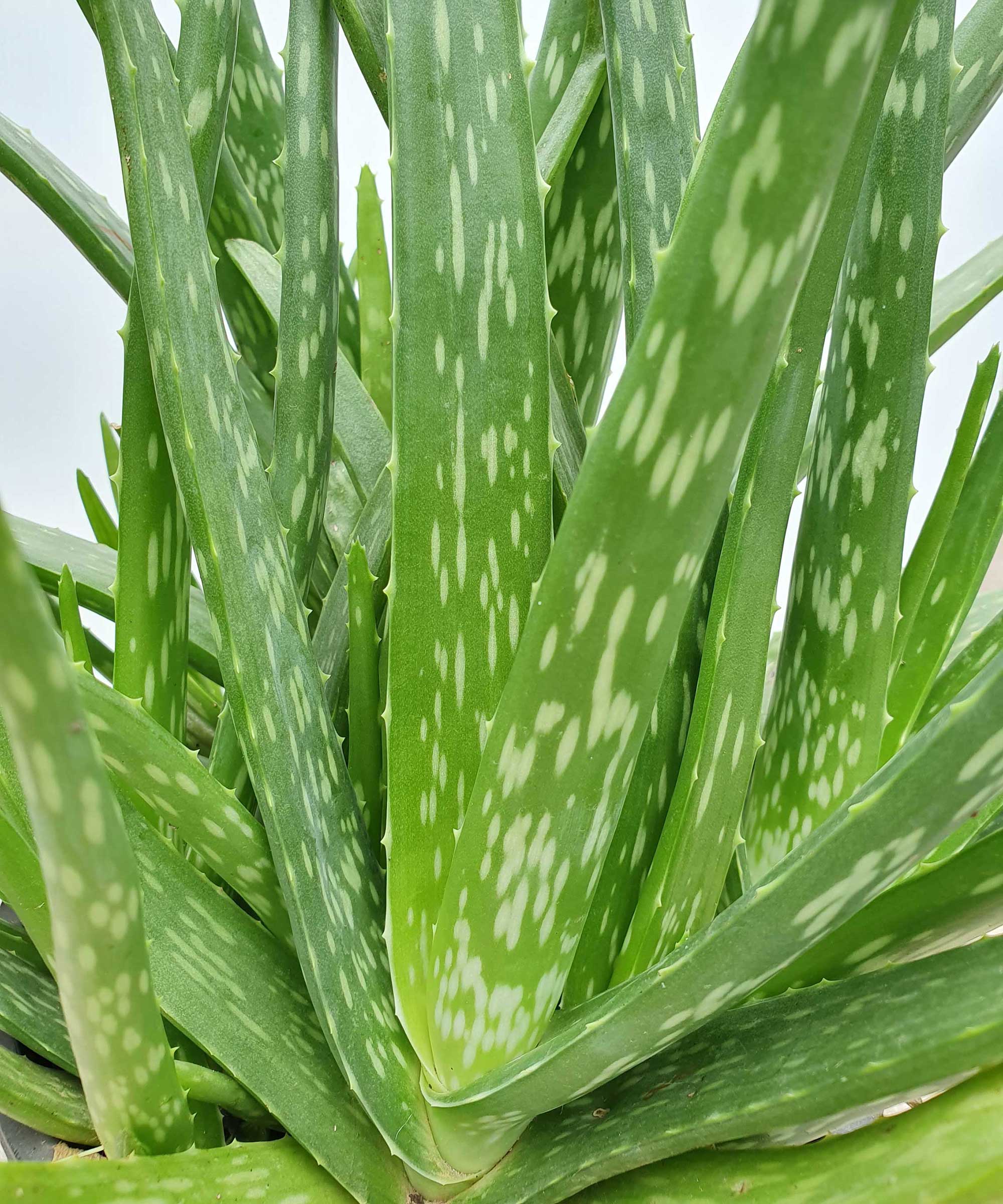 How To Prune Aloe Vera Pro Tips For Houseplants