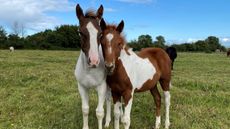 HorseWorld-foals.jpeg
