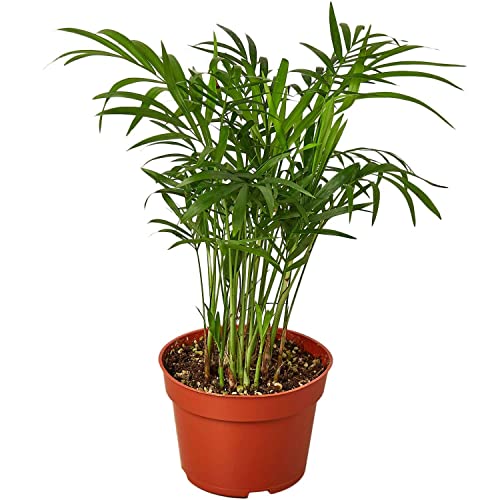 Parlor Palm Live Plant for Indoor | Houseplants in 4'' &amp;amp; 6'' Pot