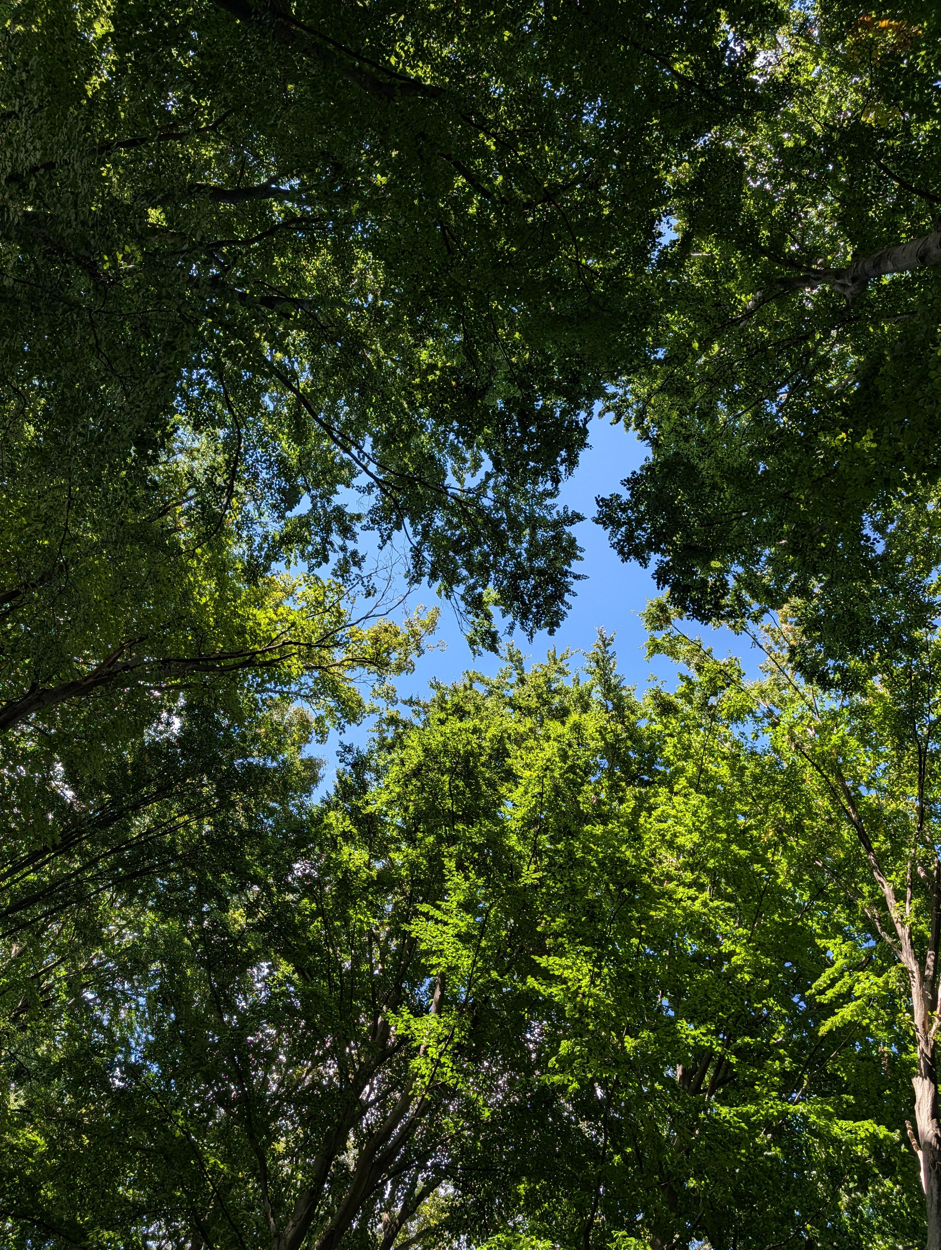 A blue sky scene in a gap between trees