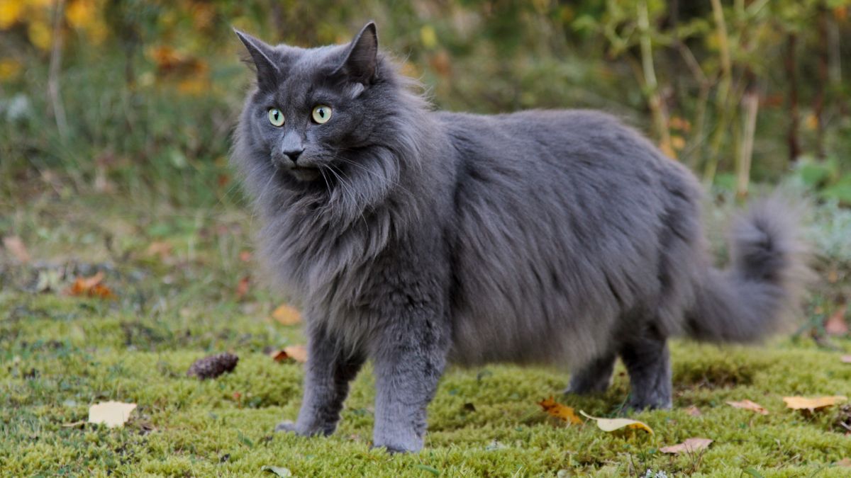 32 reasons to love Norwegian forest cats | PetsRadar