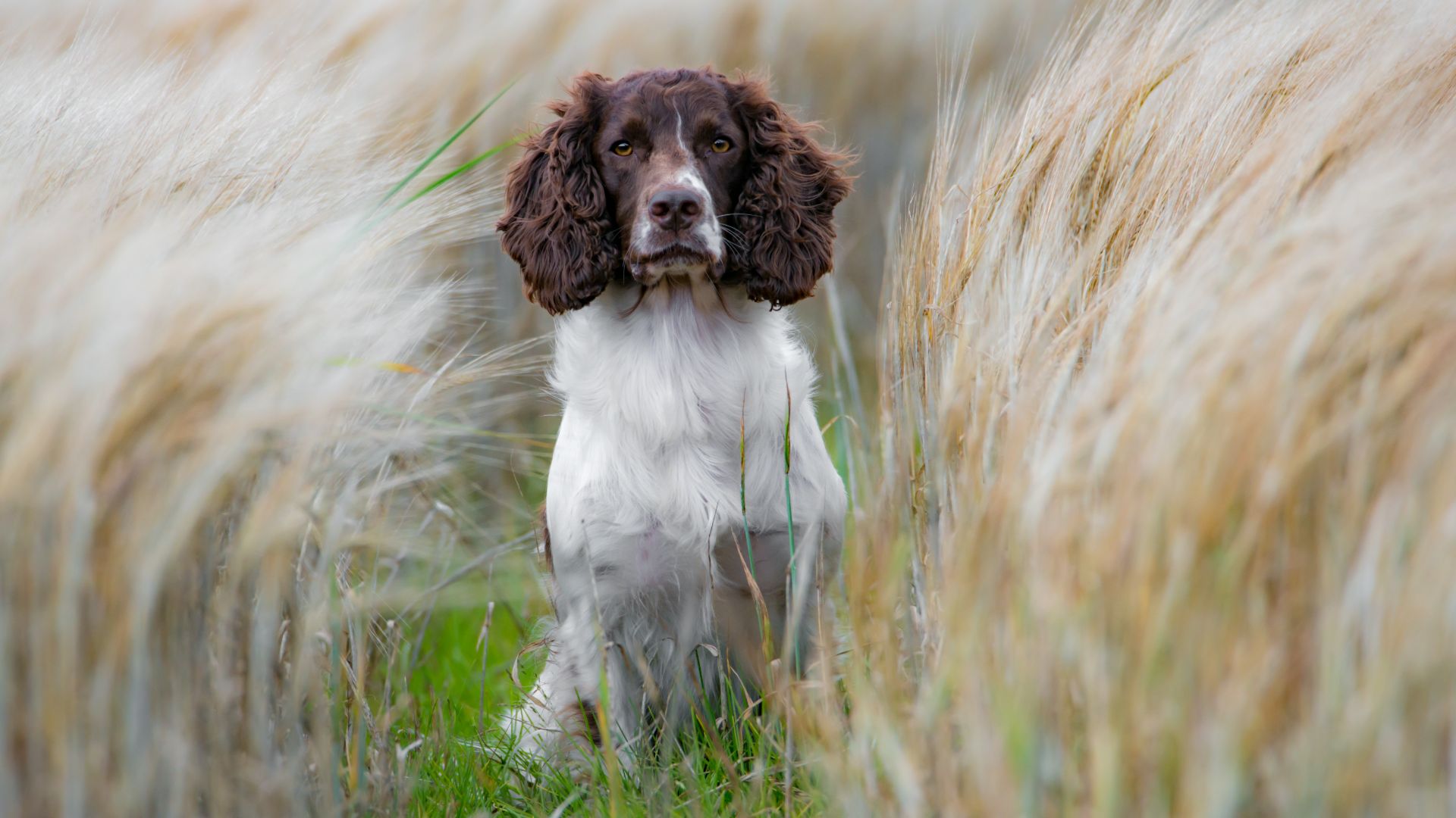 sitting liver and white springer spaniel