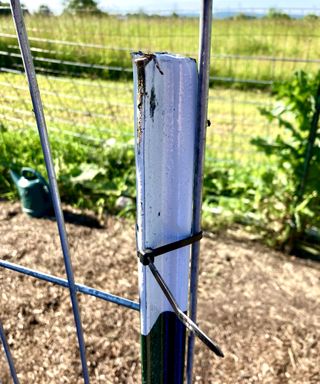 Zip tie holding cattle panel to T-post