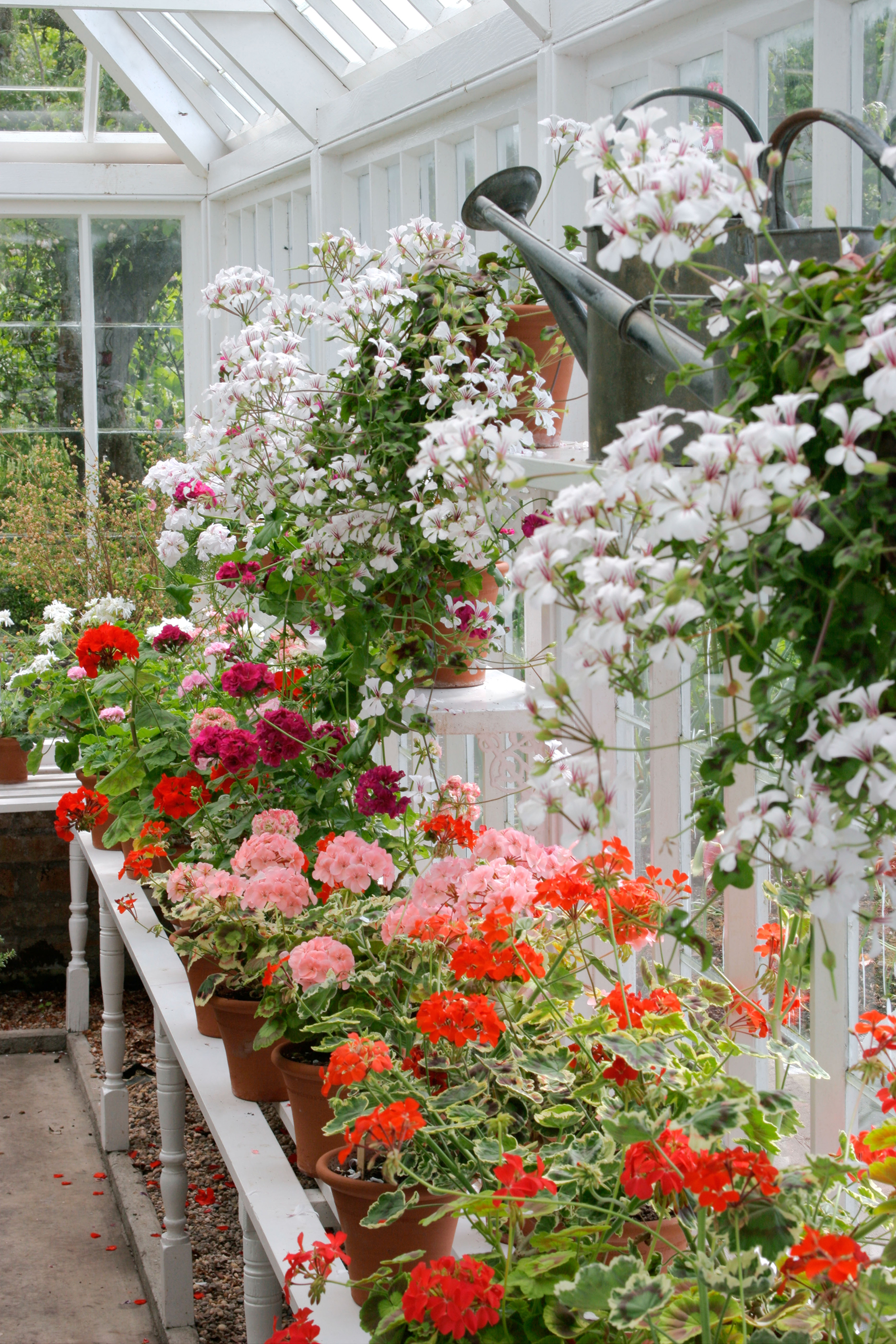 Pelargonium plants in the greenhouse