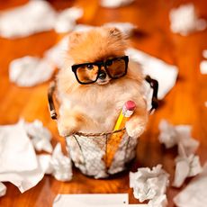 dog with sunglass and papers