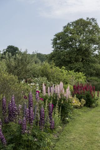 garden border filled with lupins and cottage garden plants