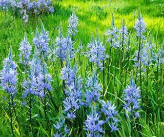 Massed Camassias in long grass in a country garden