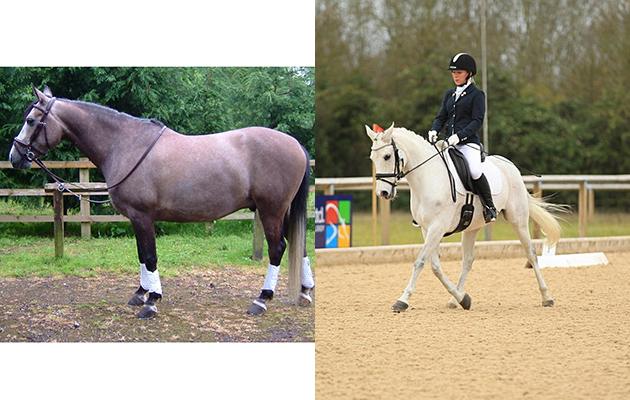 &ldquo;This is my boy Regalo (Ali). I got him as a very dark four-year-old with a black dorsal stripe. He is an Andalusian x Arab pony and is now 17-years-old and he has finally gone completely grey. We&rsquo;re out competing in BD dressage classes again at advanced medium level after I had my little girl four months ago and I&rsquo;m aiming to do a prix st george test next year&rdquo; &mdash; Michelle Wakefield