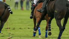 Polo.jpg
