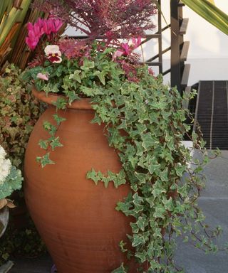 ivy and winter plants in terracotta pot