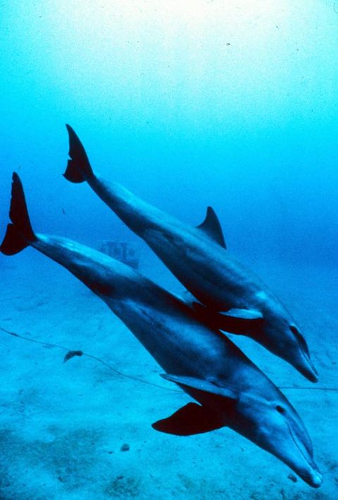 Dolphin May Have 'Remains' of Legs | Live Science