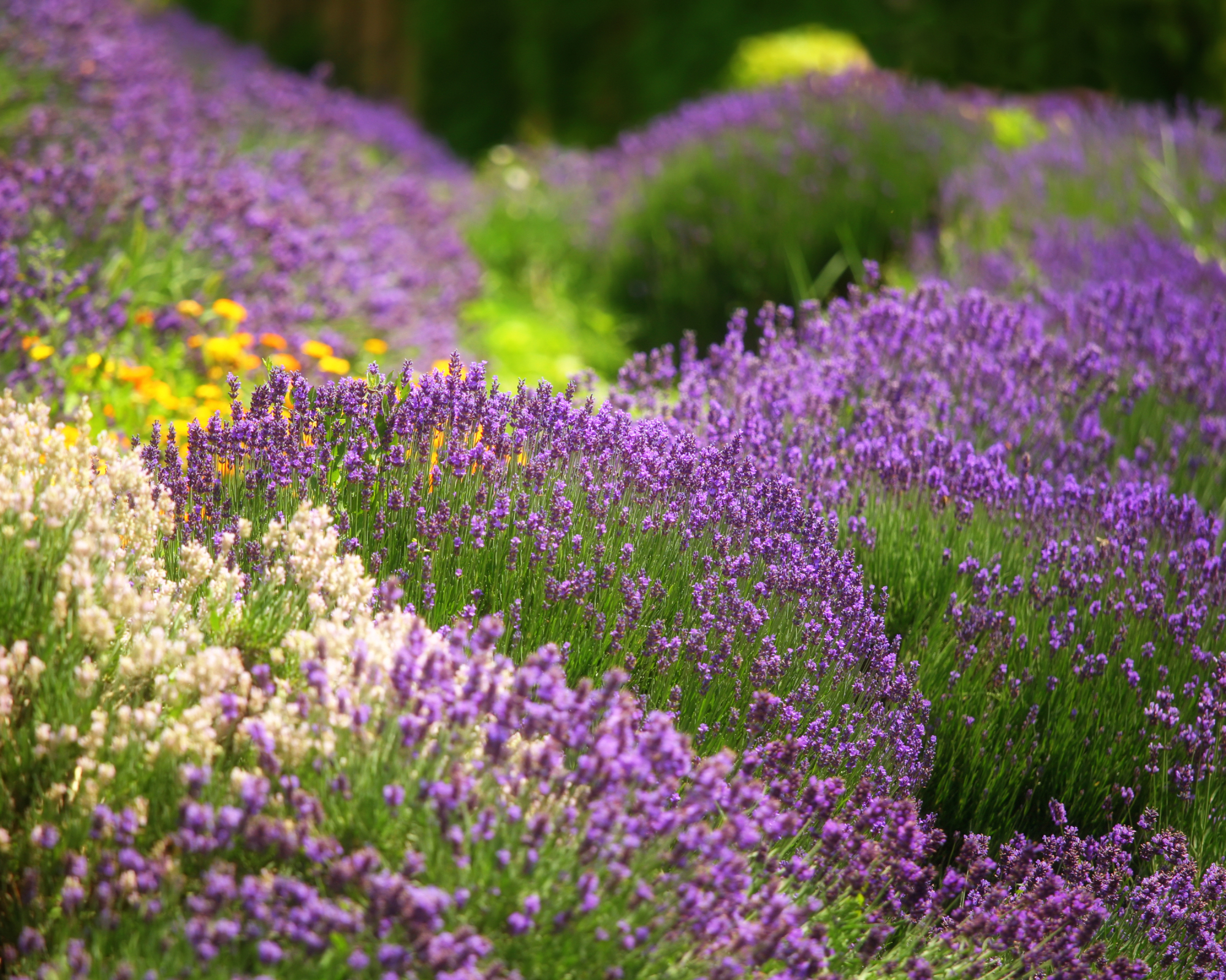 English lavender shrubs in landscape