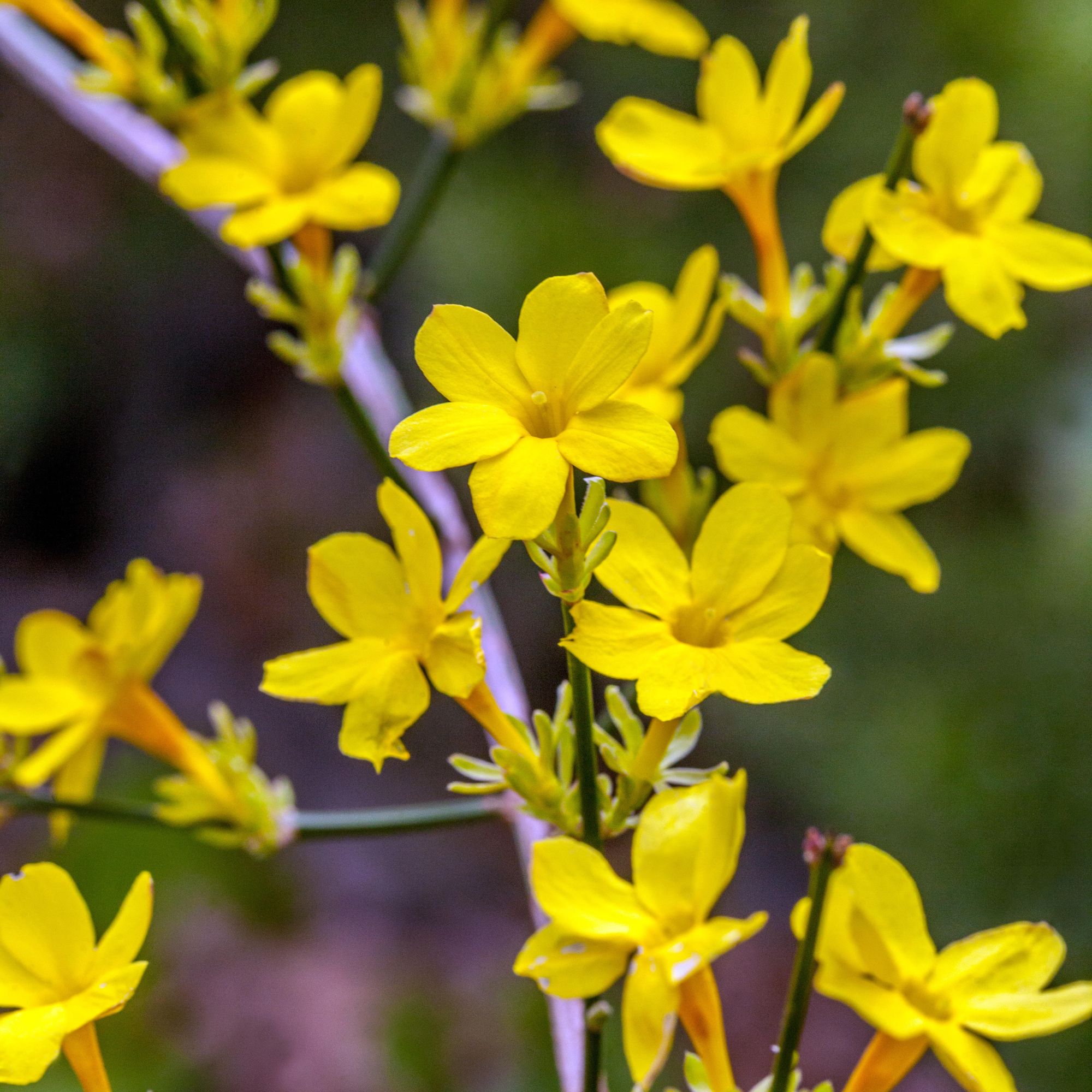 fragrant winter flowering jasmine