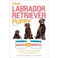 Your Labrador Retriever Puppy