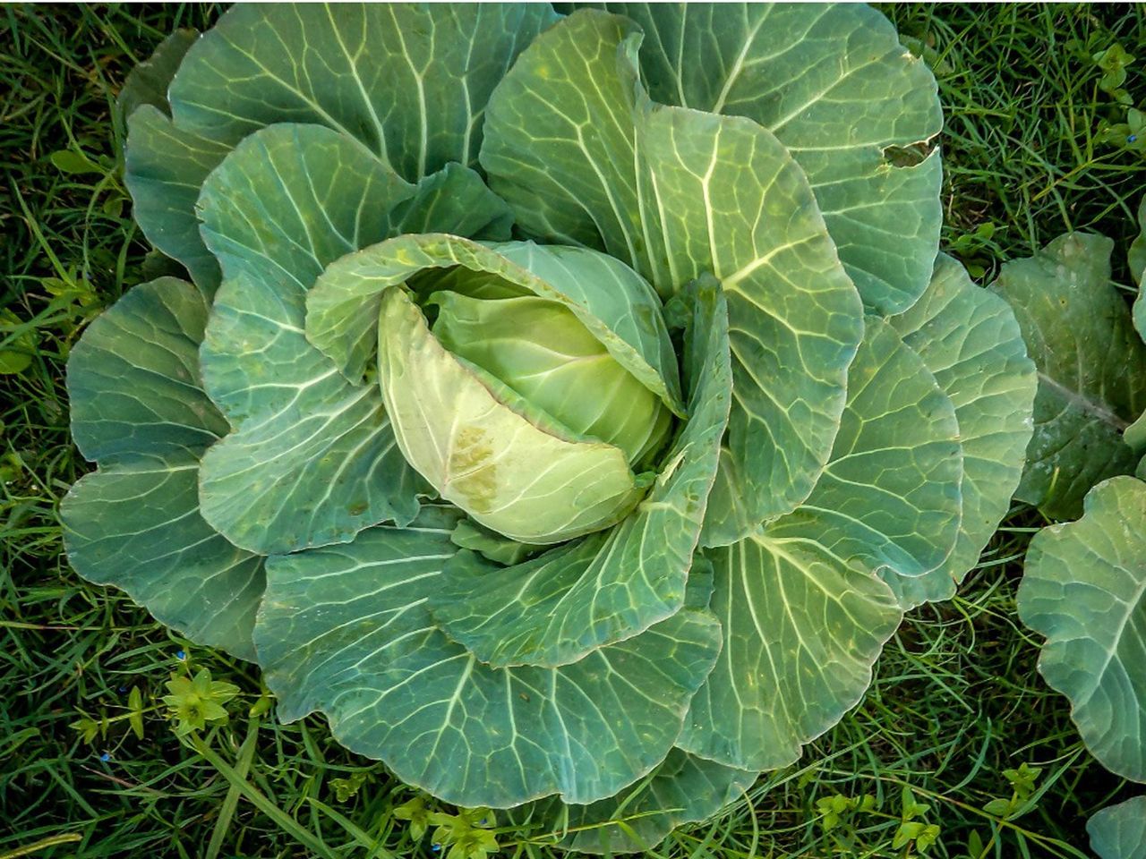 Copenhagen Market Cabbage