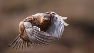 Winning photo of a red grouse in flight from SINWP Bird Photographer of the Year 2024