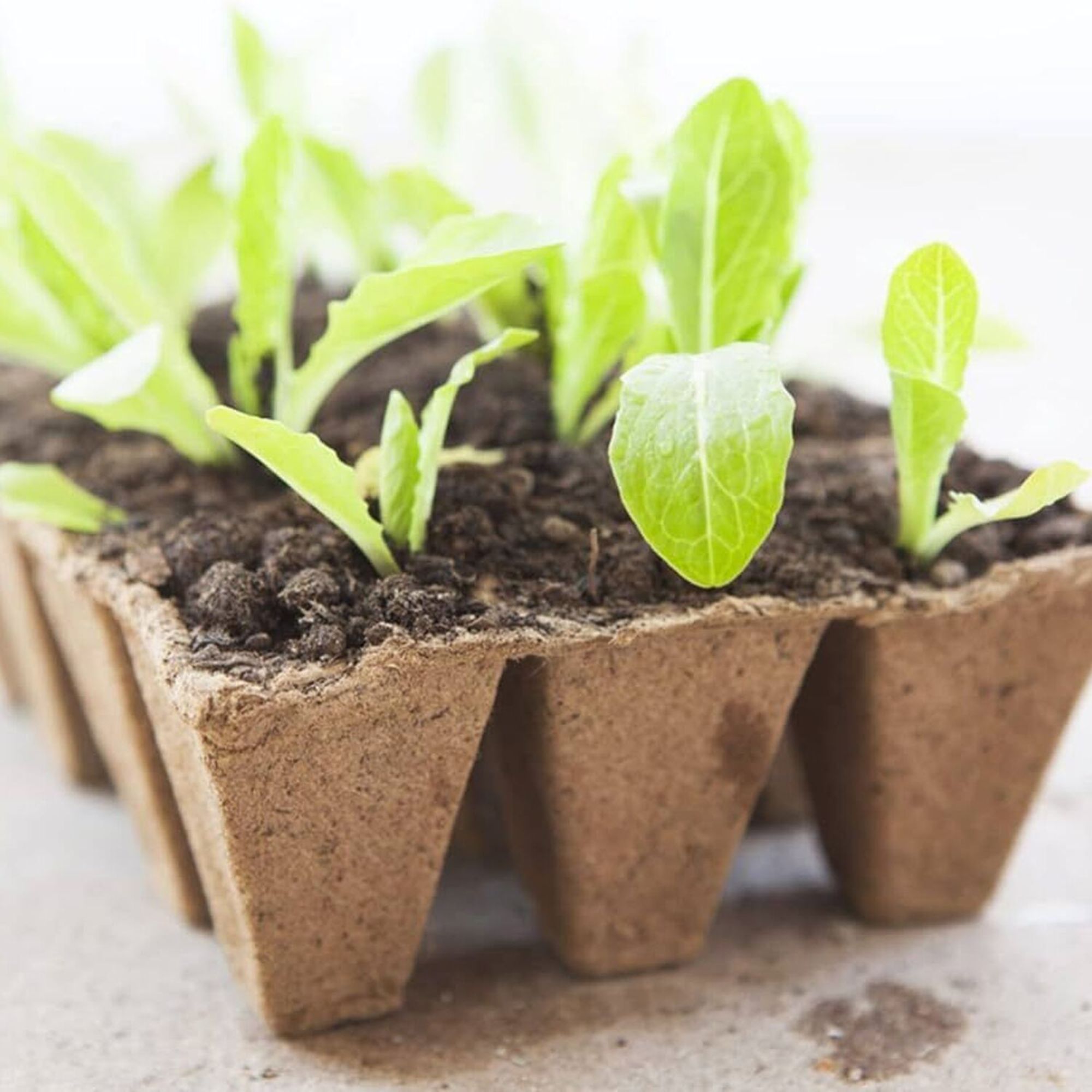 biodegradable seed trays with plants