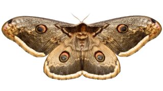how to get rid of pests - a moth on a white background