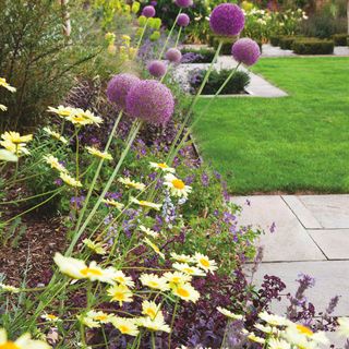 Allium garden with green lawn and paving stones