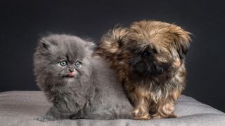 ragamuffin kitten with puppy