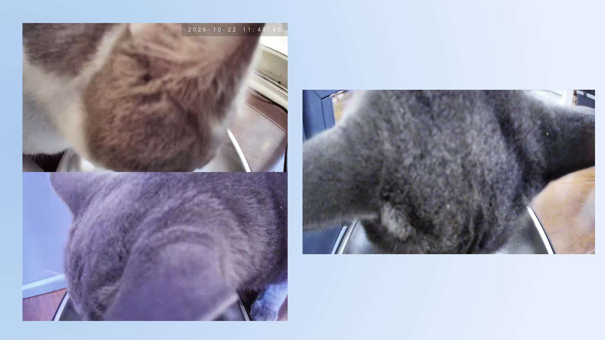 video stills from automatic cat feeder cameras