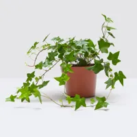 English Ivy 20-30cm: £8 at Patch Plants&nbsp;
