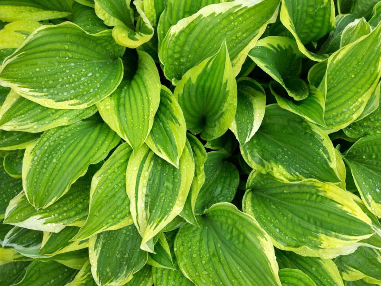 Hosta Plant