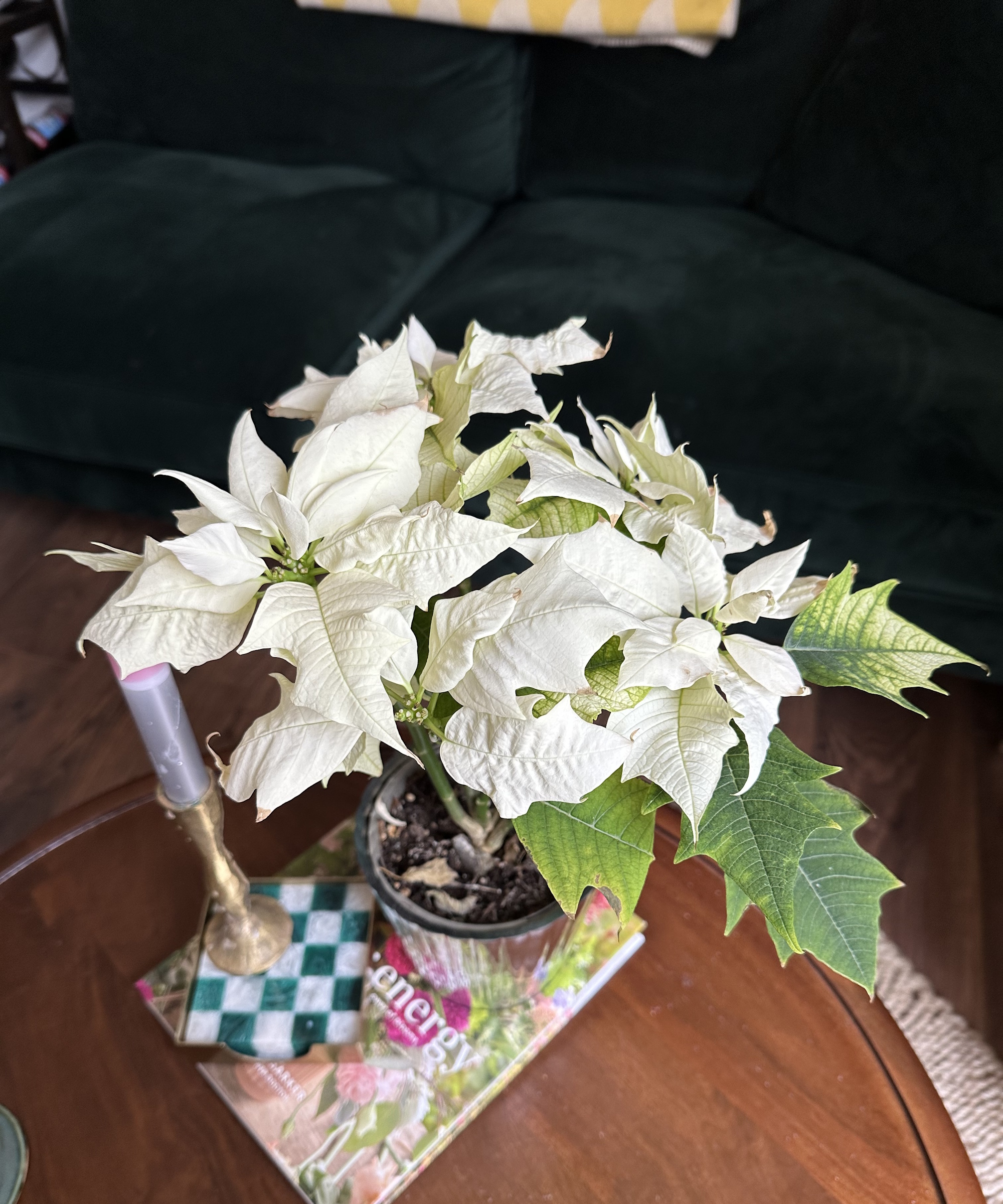 White and green poinsettia on brown coffee table in front of green sofa
