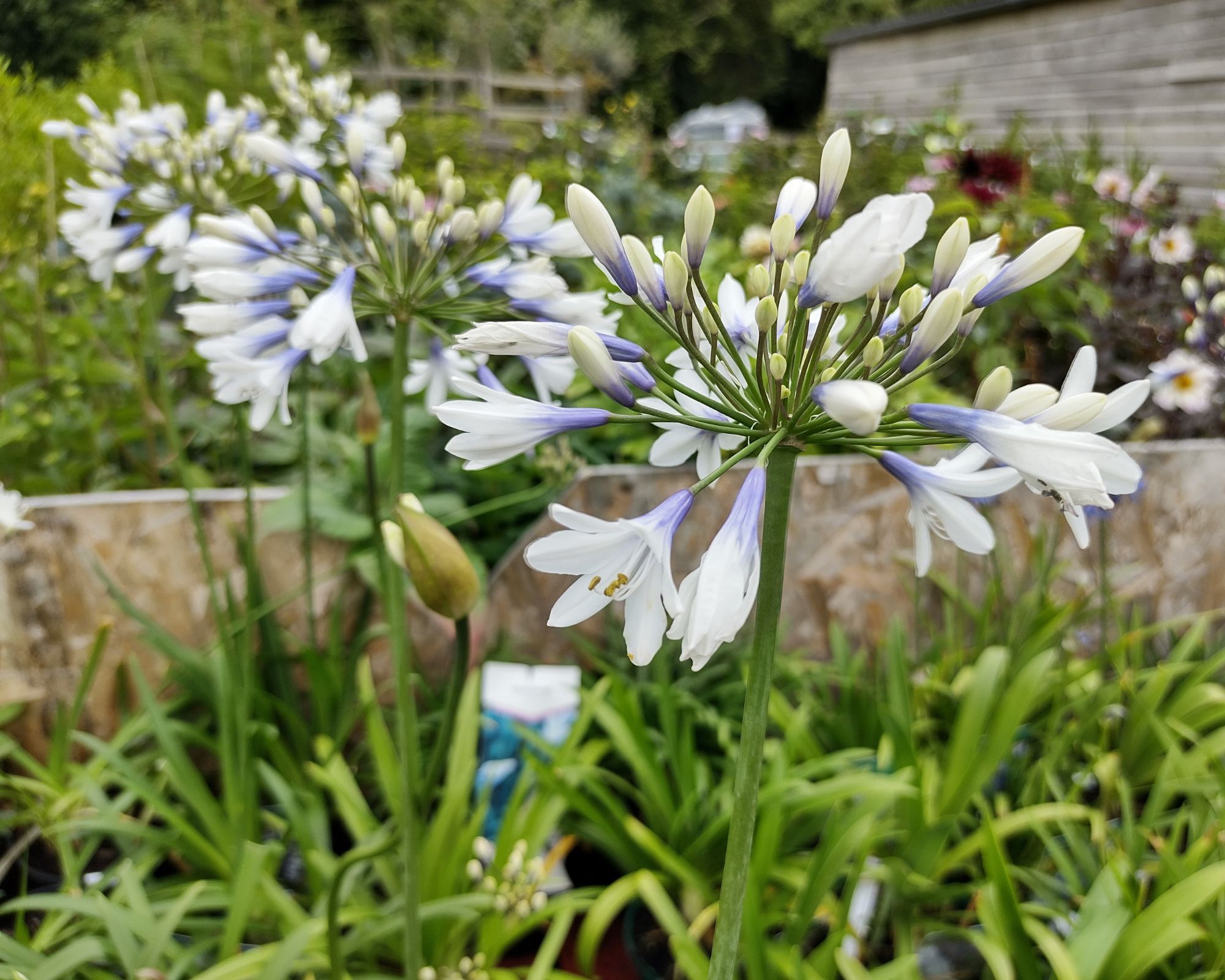 Agapanthus 'Twister'