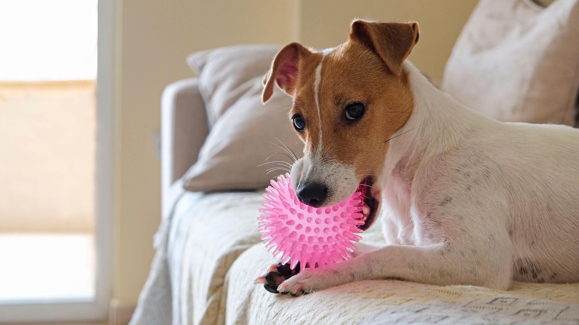 Jack Russell with pink chew toy