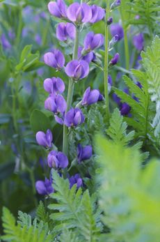 Purple Baptisia Plant