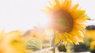 sunflower basking in the sun