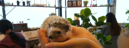 A hedgehog at Harry.