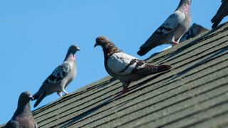 A small flock of grey pigeons sit on the grey roof of a house on a sunny afternoon