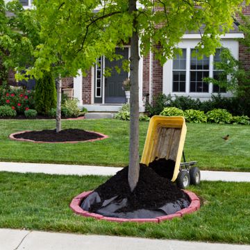 Learn About Pros And Cons Of Planting Maple Trees | Gardening Know How