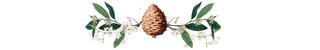 Illustration of a pine cone