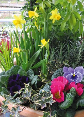 patio container with plants including daffodils to ask what to do with Daffodils after flowering