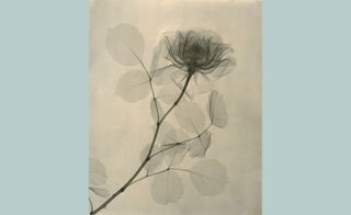 A Rose, by Dr. Dain L. Tasker